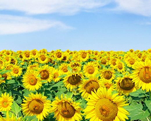 Pflegedienst Sonnenblume Sonnenblumenfeld